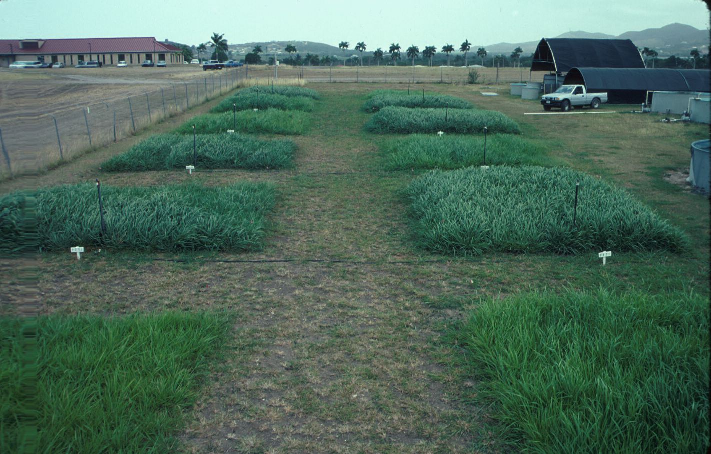 Forage grass production with biofloc effluent